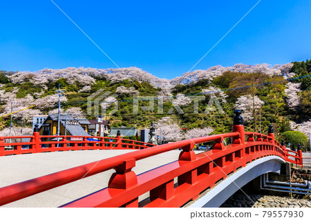 Yutoku Inari神社的櫻花[佐賀縣鹿島市] 79557930