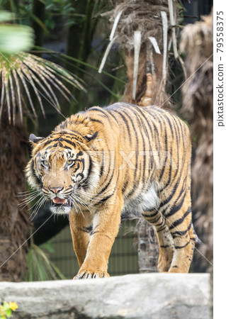 Sumatran tiger with glares, Taihaku-ku, Sendai 79558375