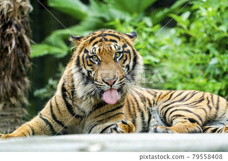 Sumatran tiger with glares, Taihaku-ku, Sendai 79558408
