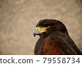 Harris's Hawk 79558734