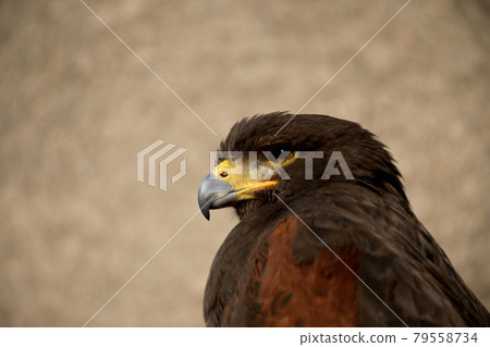 Harris's Hawk Harris's Hawk 79558734
