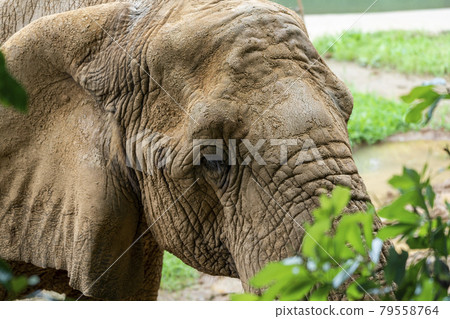 Zoo scenery African elephant Sendai City, Miyagi Prefecture 79558764