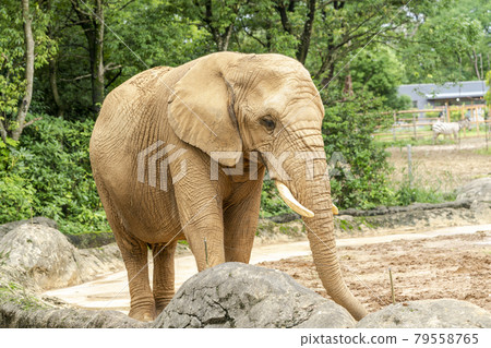 動物園風景非洲象宮城縣仙台市 動物園風景非洲象宮城縣仙台市 79558765