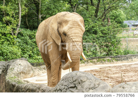 動物園風景非洲象宮城縣仙台市 79558766