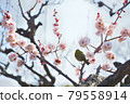 White-eye and plum blossoms, Osaka Castle Park 79558914