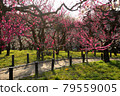 Bairin of Osaka Castle 79559005