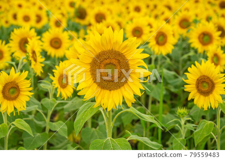 Sunflower field in early summer Sunflower field in early summer 79559483