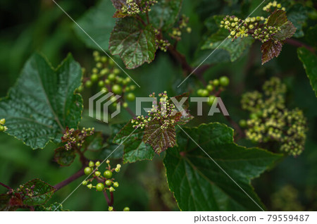 Nobudo flowers 79559487