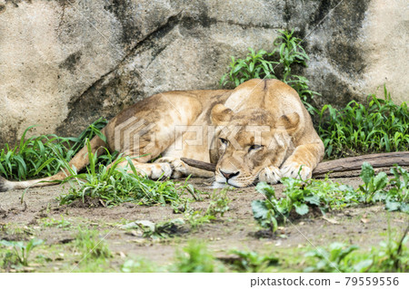 Scenery of the zoo Female lion Sendai City, Miyagi Prefecture Scenery of the zoo Female lion Sendai City, Miyagi Prefecture 79559556