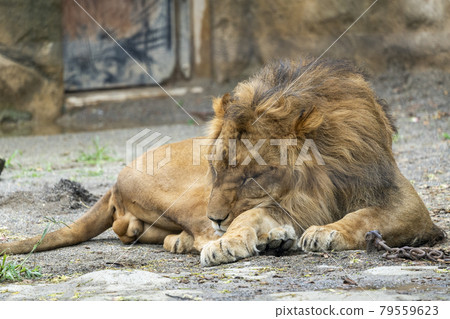 Zoo scenery Sendai City, Miyagi Prefecture, a sleepy male lion Zoo scenery Sendai City, Miyagi Prefecture, a sleepy male lion 79559623