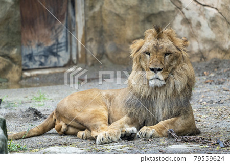 Zoo scenery Sendai City, Miyagi Prefecture, a sleepy male lion Zoo scenery Sendai City, Miyagi Prefecture, a sleepy male lion 79559624
