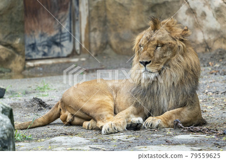 動物園風光宮城縣仙台市,一頭昏昏欲睡的雄獅 動物園風光宮城縣仙台市,一頭昏昏欲睡的雄獅 79559625