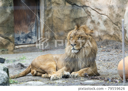 動物園風光宮城縣仙台市，一頭昏昏欲睡的雄獅 79559626