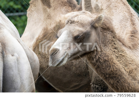 Scenery of the zoo Bactrian camel face Taihaku-ku, Sendai Scenery of the zoo Bactrian camel face Taihaku-ku, Sendai 79559628