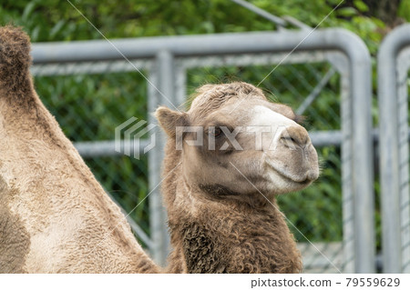 Scenery of the zoo Bactrian camel face Taihaku-ku, Sendai Scenery of the zoo Bactrian camel face Taihaku-ku, Sendai 79559629