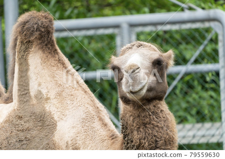 Scenery of the zoo Bactrian camel face Taihaku-ku, Sendai Scenery of the zoo Bactrian camel face Taihaku-ku, Sendai 79559630