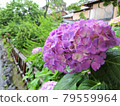 Purple hydrangea up Kyoto Shirakawa Tatsubashi area 79559964