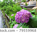 Purple Hydrangea Kyoto Shirakawa Tatsuhashi 79559968