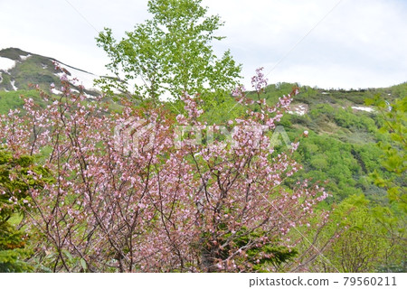 Wild cherry blossom promenade Wild cherry blossom promenade 79560211