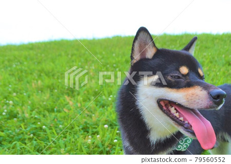 吐舌頭的柴犬 吐舌頭的柴犬 79560552