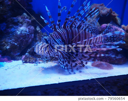 Shimashima scorpion fish swimming Shimashima scorpion fish swimming 79560654