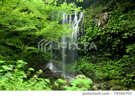 Cool Waterfall [和歌山縣日高區日高川町山野] 79560705