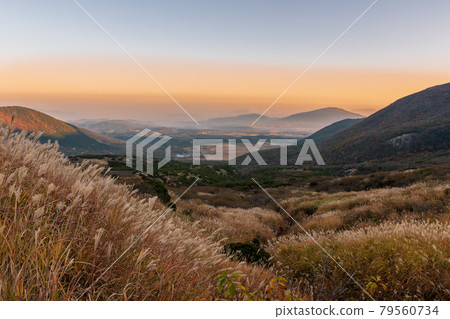 Kuju Mountain in Autumn, Japanese pampas grass and Tadewara Wetland in the morning Kuju Mountain in Autumn, Japanese pampas grass and Tadewara Wetland in the morning 79560734