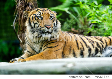 動物園風景蘇門答臘虎怒目而視,仙台太白區 動物園風景蘇門答臘虎怒目而視,仙台太白區 79561146