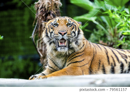 Zoo scenery Sumatran tiger with glares Taihaku-ku, Sendai 79561157