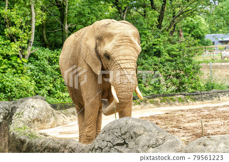 動物園風景非洲象宮城縣仙台市 79561223