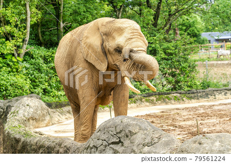 Zoo scenery African elephant Sendai City, Miyagi Prefecture 79561224