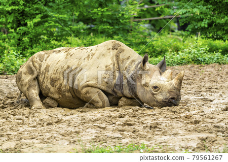 Zoo scenery Black rhino, Sendai City, Miyagi Prefecture 79561267