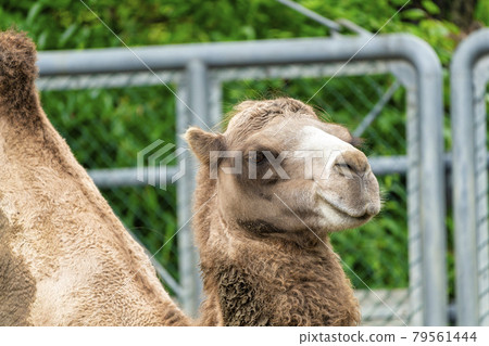 Scenery of the zoo Bactrian camel face Taihaku-ku, Sendai Scenery of the zoo Bactrian camel face Taihaku-ku, Sendai 79561444