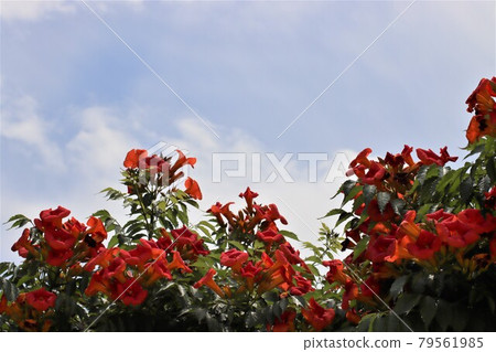 Chinese trumpet vine flower language is fame and honor 79561985