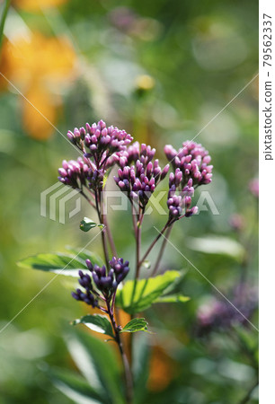Inflorescence of Sawafujibakama with buds just before flowering against the background of sunny flowers 1 Inflorescence of Sawafujibakama with buds just before flowering against the background of sunny flowers 1 79562337