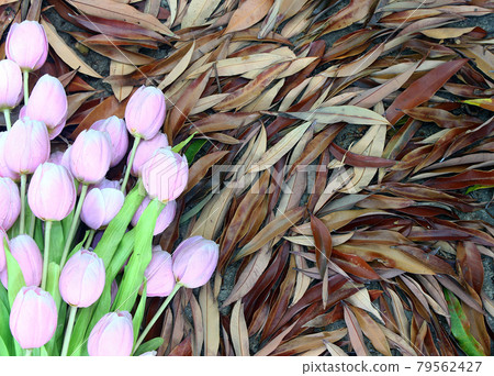 Stack of dry leaves and tulip in winter. natural background. Stack of dry leaves and tulip in winter. natural background. 79562427