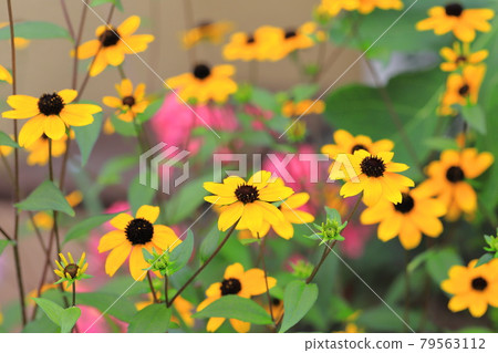 Ludovcekia in full bloom 79563112