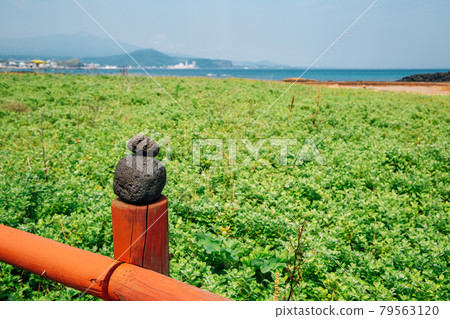 Beach and green field, Jeju Olle Trail in Jeju Island, Korea Beach and green field, Jeju Olle Trail in Jeju Island, Korea 79563120