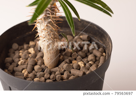 Pakipodium Grachyris 79563697
