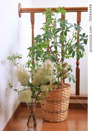 Arrangement of smoke tree Arrangement of smoke tree 79564448