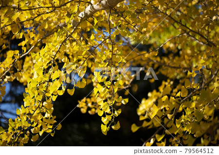 Autumn Ginkgo Ginkgo Ginkgo Autumn Ginkgo Ginkgo Ginkgo 79564512