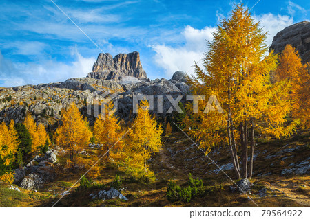 Autumn colorful larch trees and mountain peaks in background, Dolomites 79564922