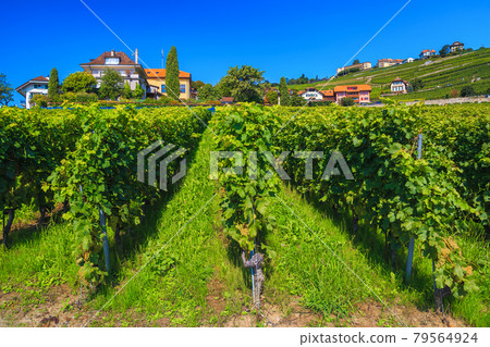Beautiful terraced vineyards near Rivaz village, Switzerland 79564924
