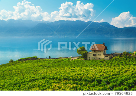 Spectacular vineyards on the shore of the lake Geneva, Switzerland 79564925