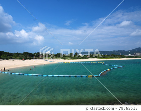 21世紀的海灘森林 79565515