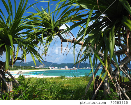Forest of the 21st century beach Forest of the 21st century beach 79565516