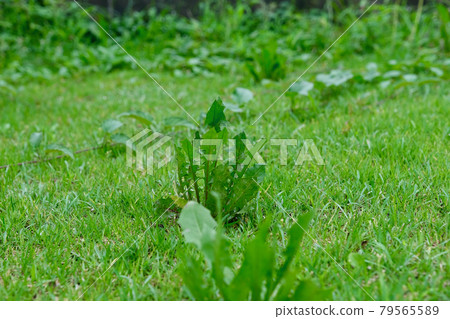 雜草侵入花園草坪 79565589