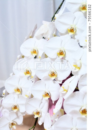 Phalaenopsis orchid Phalaenopsis orchid 79566182
