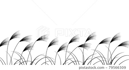 芒草秋 15 夜背景 芒草秋 15 夜背景 79566309