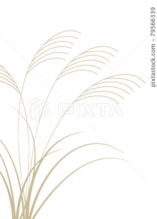 芒草秋 15 夜背景 79566339